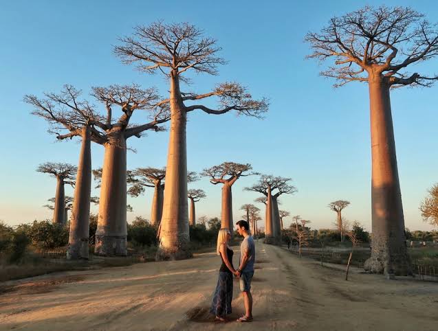 Madagascar's Avenue of the Baobabs to Tsingy